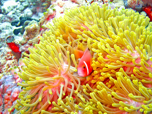 nemone fish with anemone
