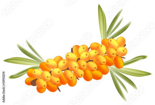 The branch of sea-buckthorn berries.