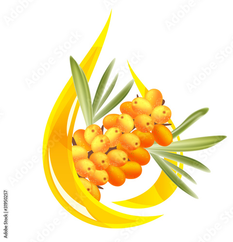 Sea buckthorn oil. Stylized drop of oil and a branch with berrie