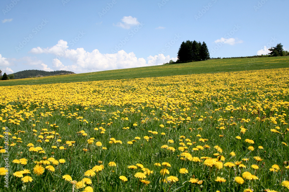 Prairie au printemps Prairie au printemps