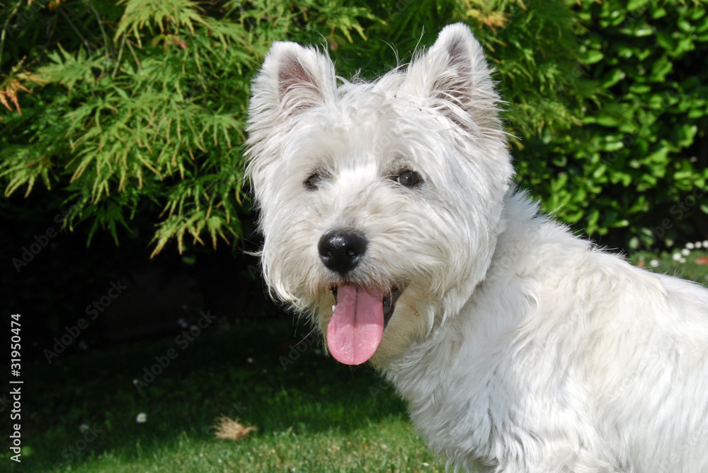 Terrier west Higland