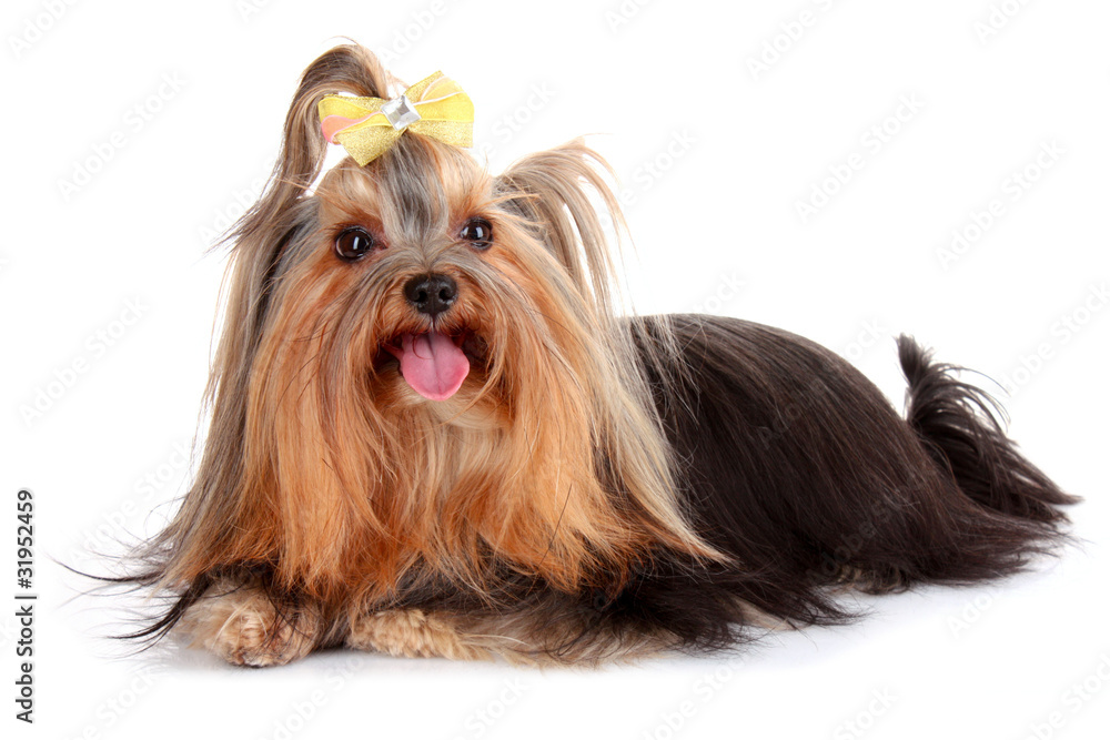 Yorkshire Terrier puppy isolated on white Yorkshire Terrier puppy isolated on white