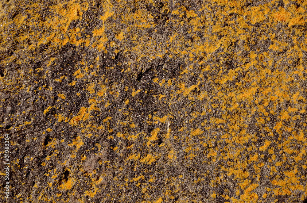 yellow lichens and black stone background yellow lichens and black stone background