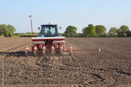 Foto sowing sugar beet