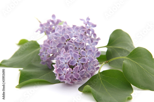 lilas