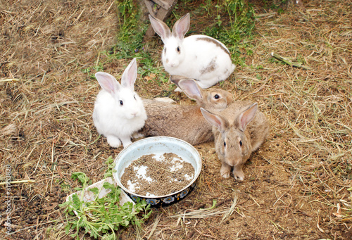 coelhos na quinta photo