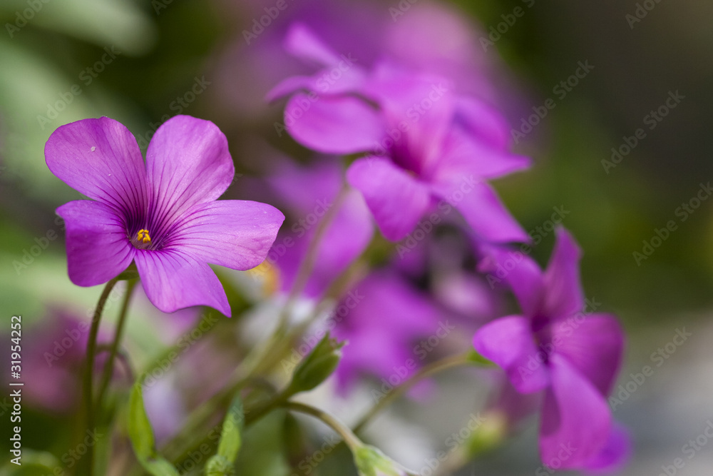 Fototapeta premium fleur