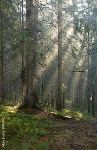Fototapeta Naklejka Na Ścianę i Meble -  spring morning in the woods