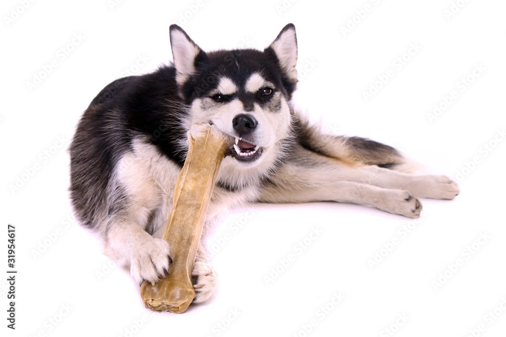 liegender Junghund Husky kauend am Knochen liegender Junghund Husky kauend am Knochen