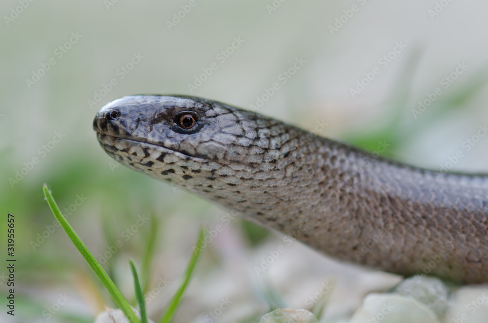 Blindschleiche, Slow worm, Anguis fragilis