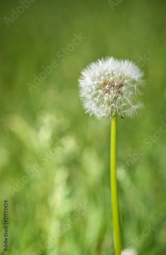 Taraxacum officinale