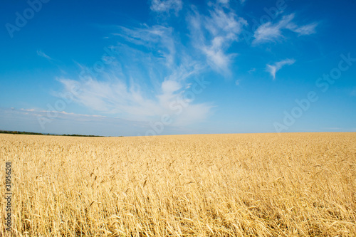 field of rye