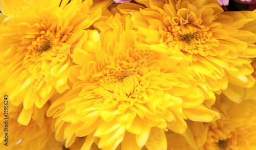 chrysanthemum