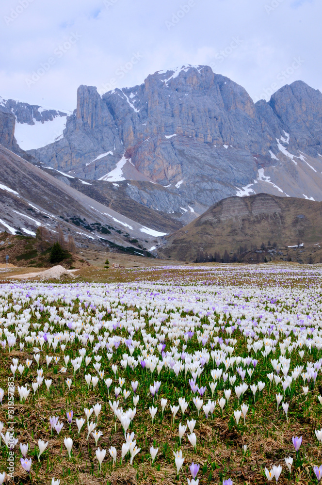 Obraz premium Prato di crocus al Passo San Pellegrino - Dolomiti Alto Adige