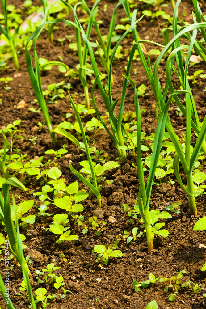 onion growing in a garden onion growing in a garden