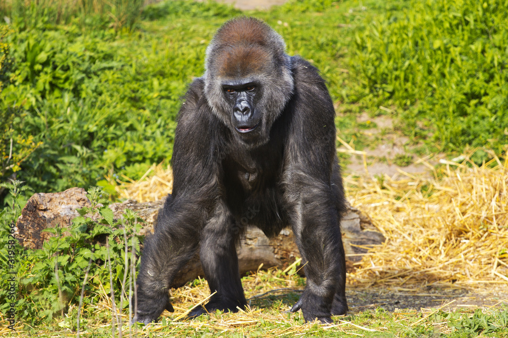 Naklejka premium A western lowland female gorilla