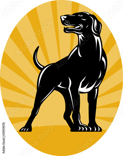 pointer retriever dog retro style