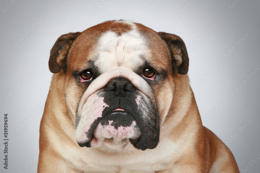 English bulldog on a grey background