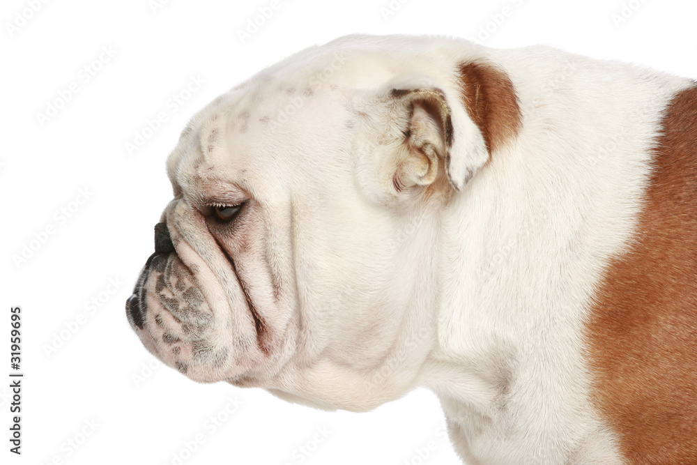 English bulldog. Side view