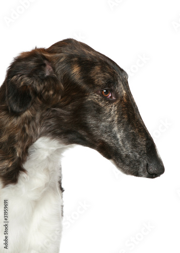 Russian Borzoi. Head profile close-up portrait