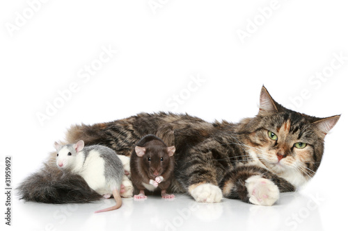Cat and rats resting on a white background © jagodka