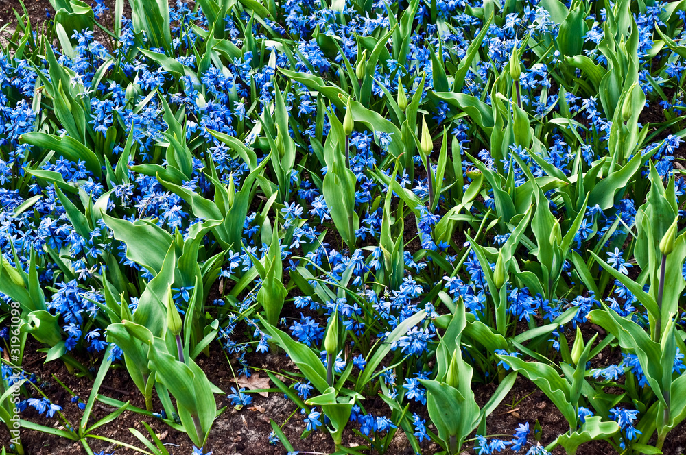 Obraz premium Field full with purple Hyacinths in Holland .