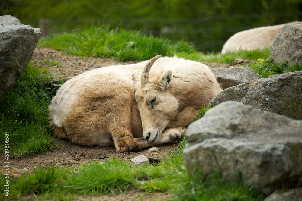 Fototapeta premium North American Big Horn sheep