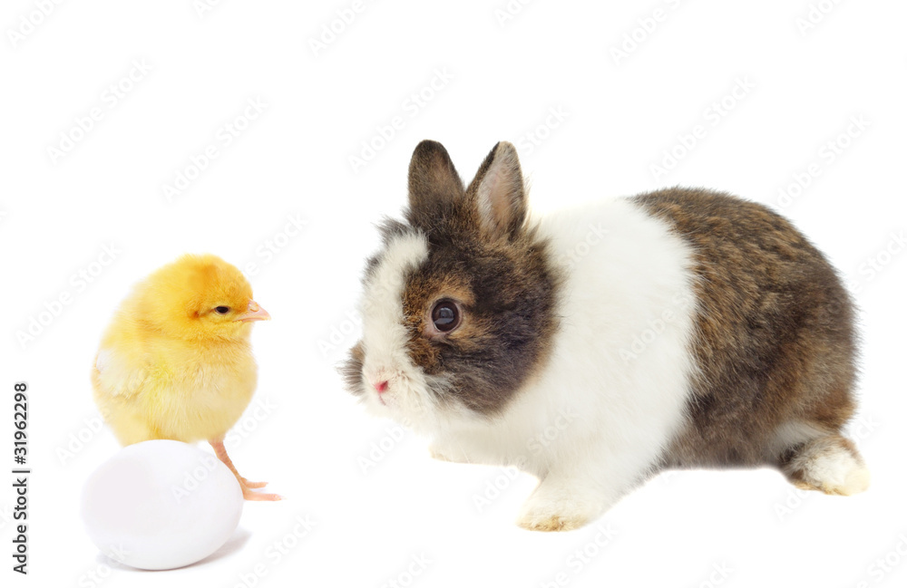 rabbit and yellow chicken with egg