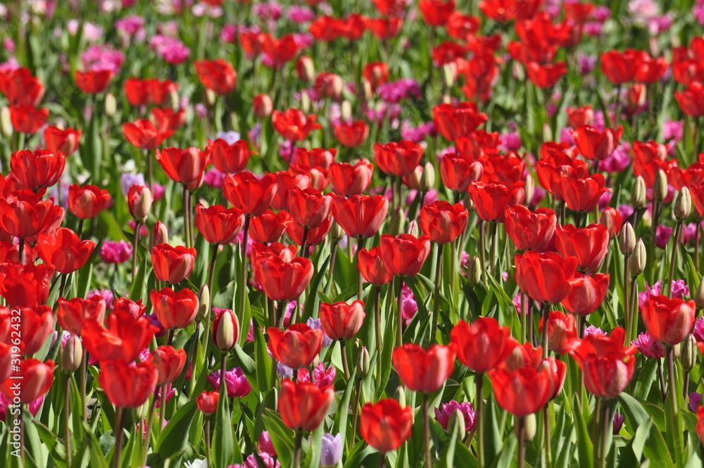 Tulpen