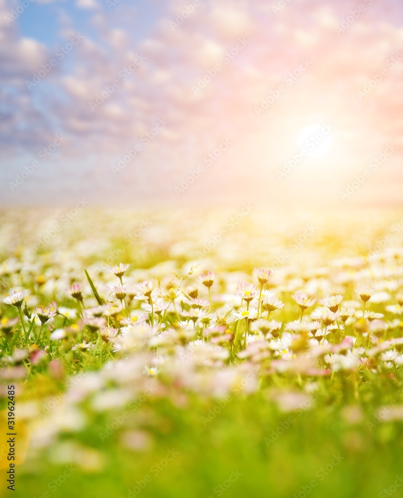 Fototapeta premium Flower field over blue cloudy sky