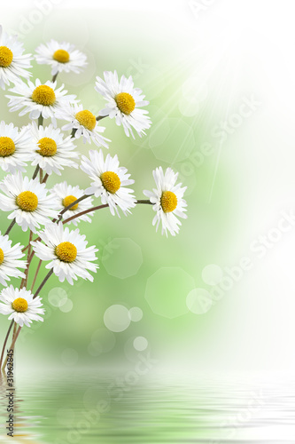 Fototapeta Naklejka Na Ścianę i Meble -  Daisies