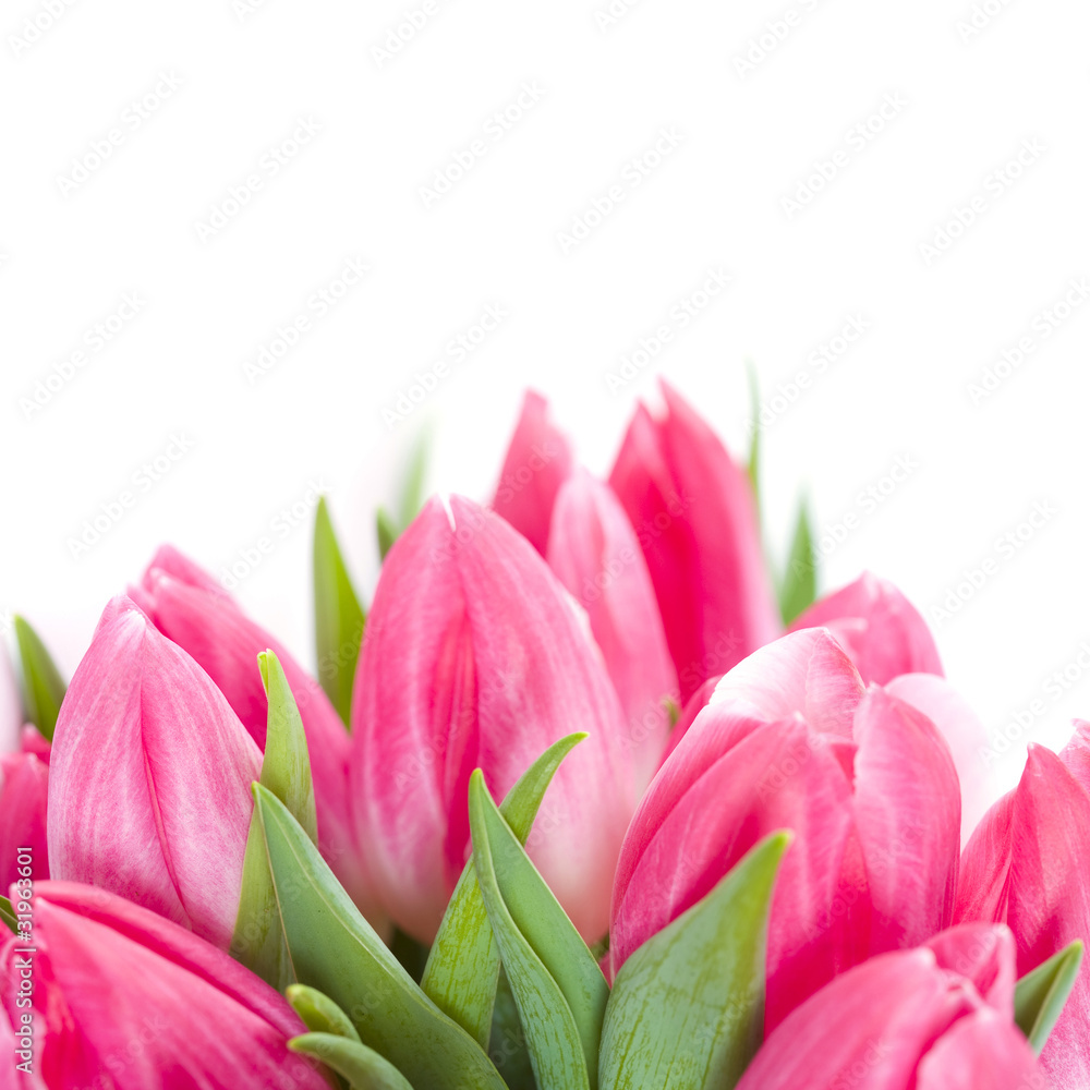 Fototapeta premium Pink tulips