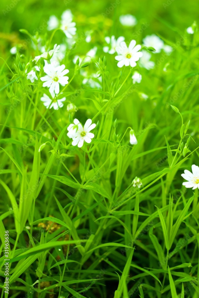 flowers flowers