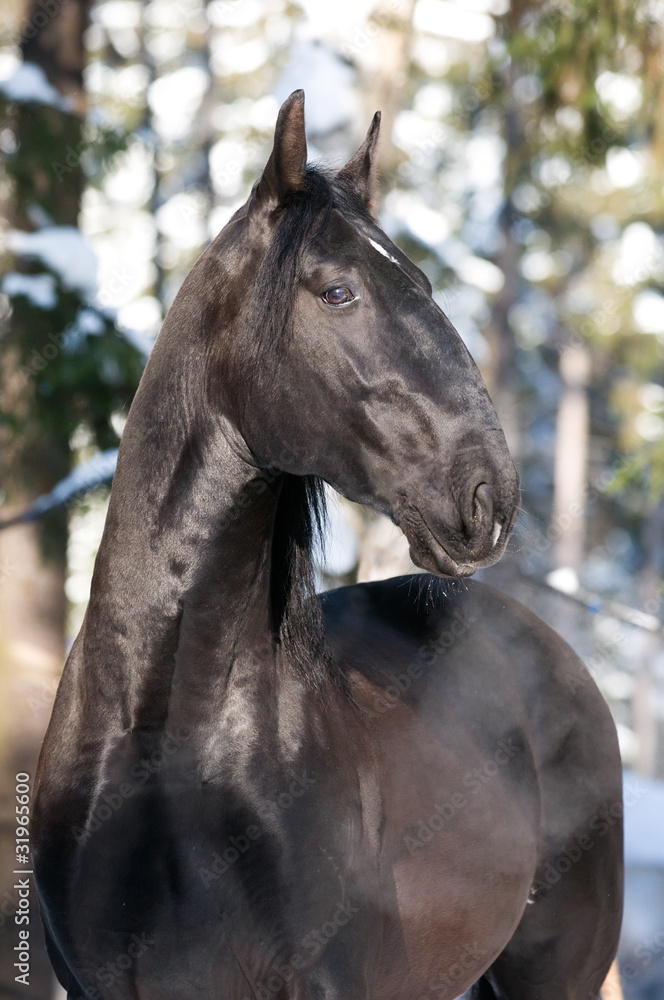 Fototapeta premium black Kladruber horse portrait in winter