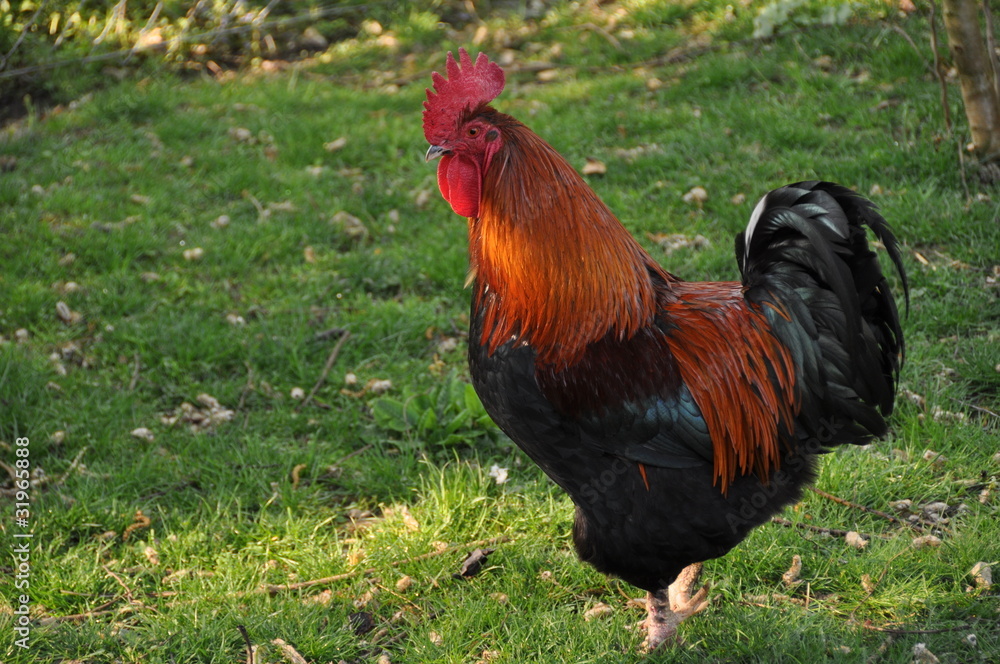 Fototapeta premium schöner Hahn