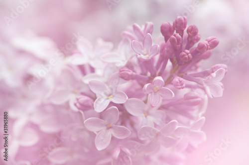 Lilac flowers background. Close-up macro shot in shallow DOF. photo