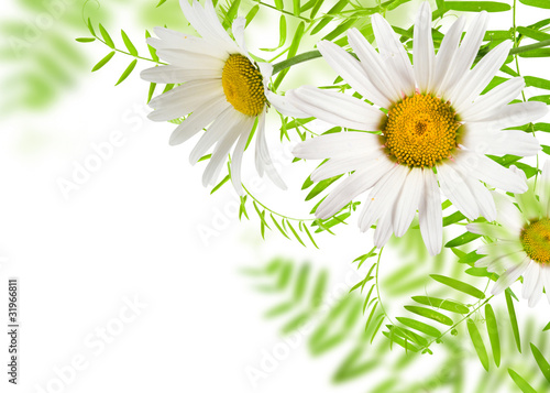 white daisywheels