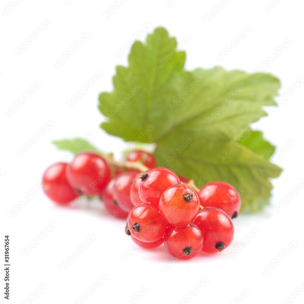 Currants isolated Currants isolated