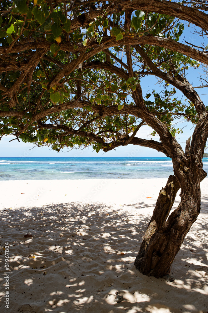 plage ombragée des caraïbes plage ombragée des caraïbes
