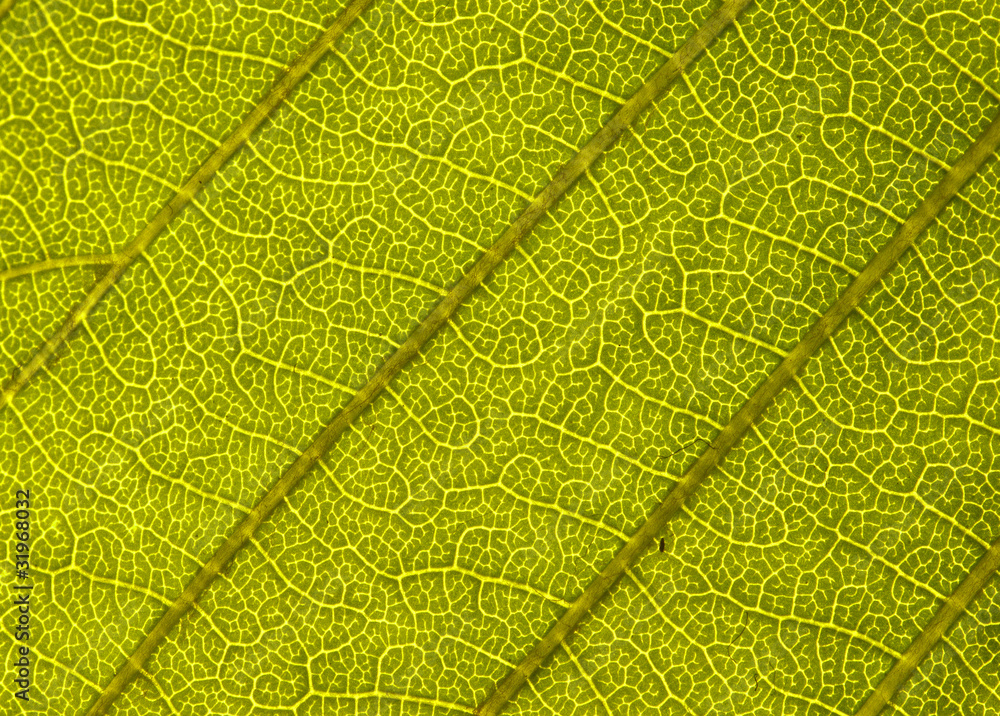 chestnut leaf chestnut leaf