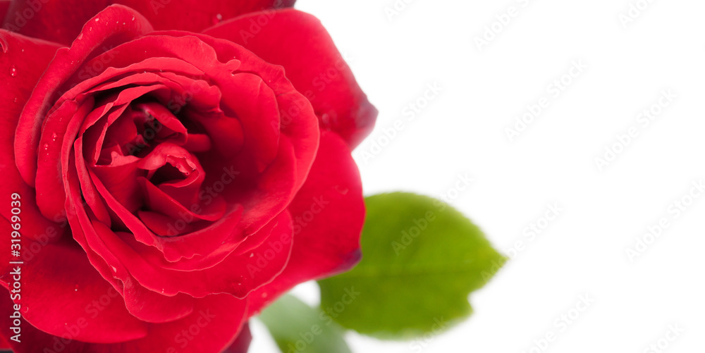 Fototapeta premium Bigliettino con rosa rossa