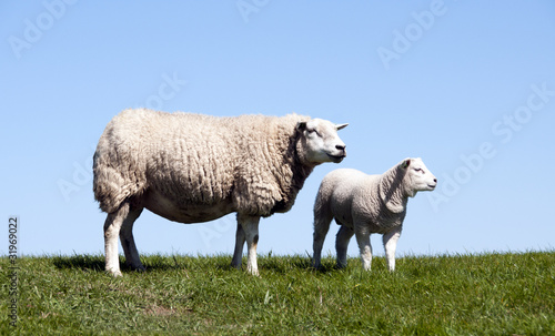 Mother and young sheep