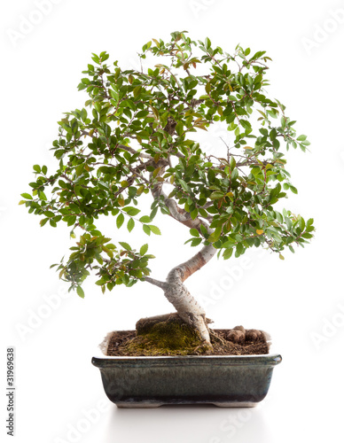 Bonsai Carmona photo