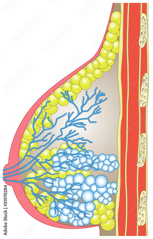 Weibliche Brust im Querschnitt Stock Vector Adobe Stock