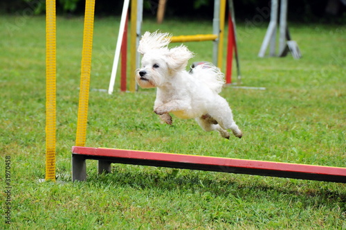 agility dog