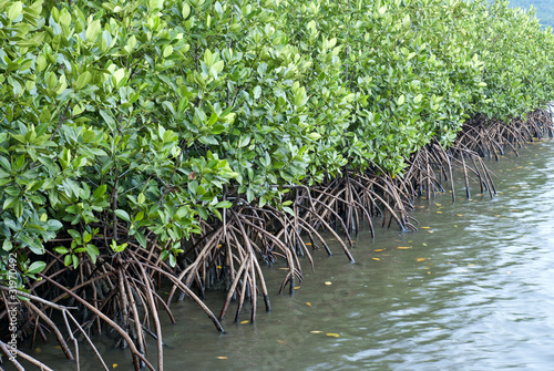 Mangrove