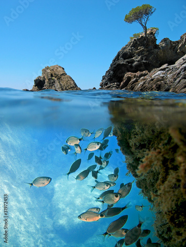 Surface and underwater view with rocky islet and school of saddled seabream fish Mediterranean sea, Catalonia, Costa Brava, Spain
