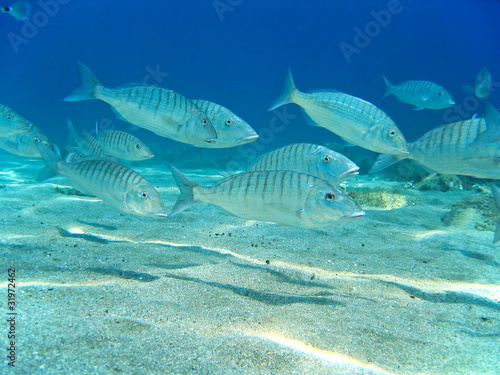 School of Sand steenbras fish underwater in the Mediterranean sea, French riviera, France