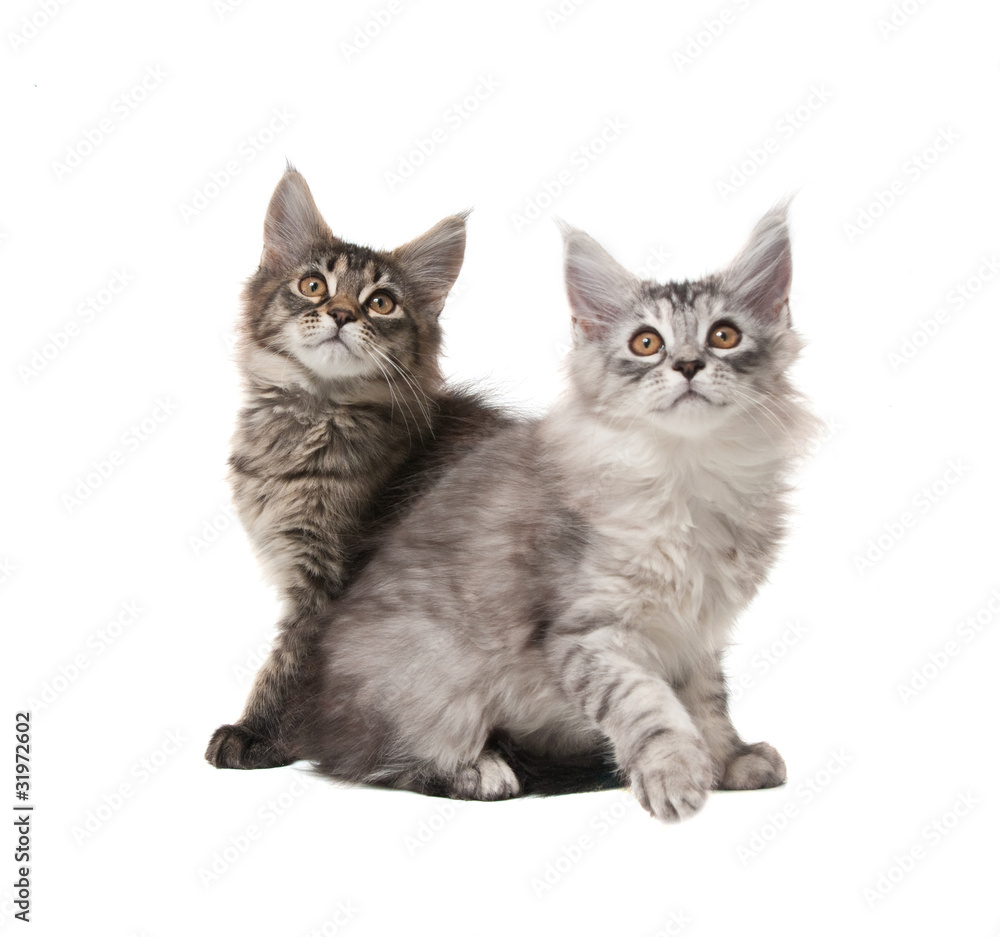 Two fluffy kittens Two fluffy kittens