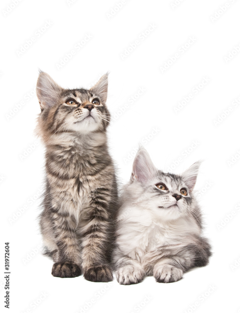 Two fluffy kittens Two fluffy kittens